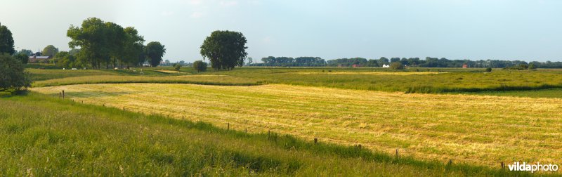 Graslanden in de Maasvallei