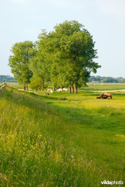 Graslanden in de Maasvallei