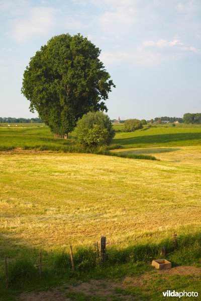 Graslanden in de Maasvallei