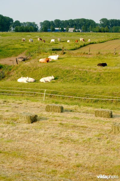 Graslanden in de Maasvallei