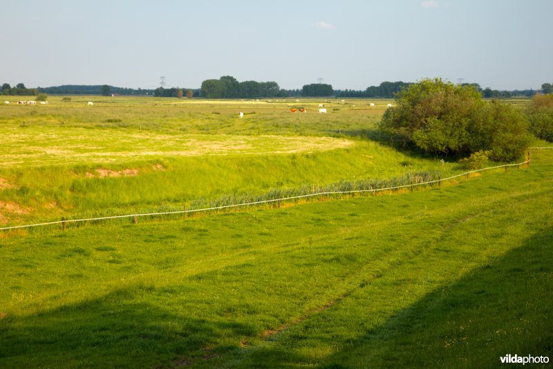 Graslanden in de Maasvallei