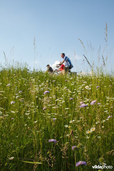 Bloemrijk grasland in de maasvallei