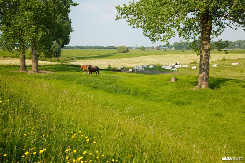 Graslanden in de Maasvallei