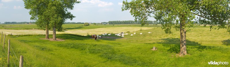 Graslanden in de Maasvallei