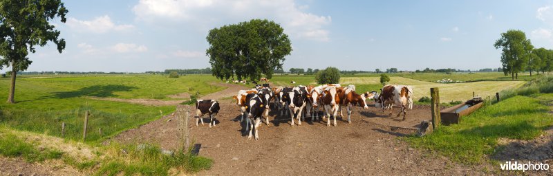 Nieuwsgierige koeien