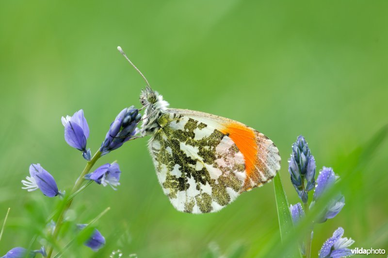 Oranjetip op vleugeltjesbloem