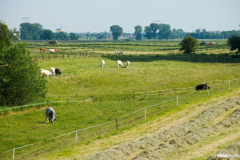 Graslanden in de Maasvallei