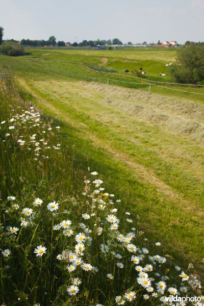 Bloemrijk grasland in de maasvallei