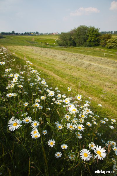 Bloemrijk grasland in de maasvallei