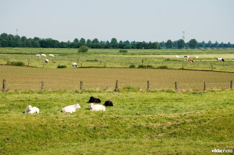 Graslanden in de Maasvallei