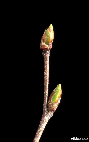 Knop van een ruwe berk