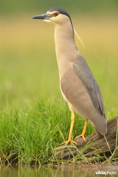 Kwak