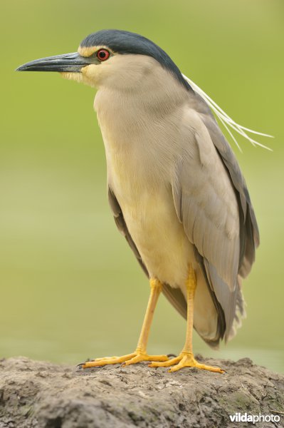 Kwak