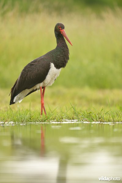 Zwarte ooievaar