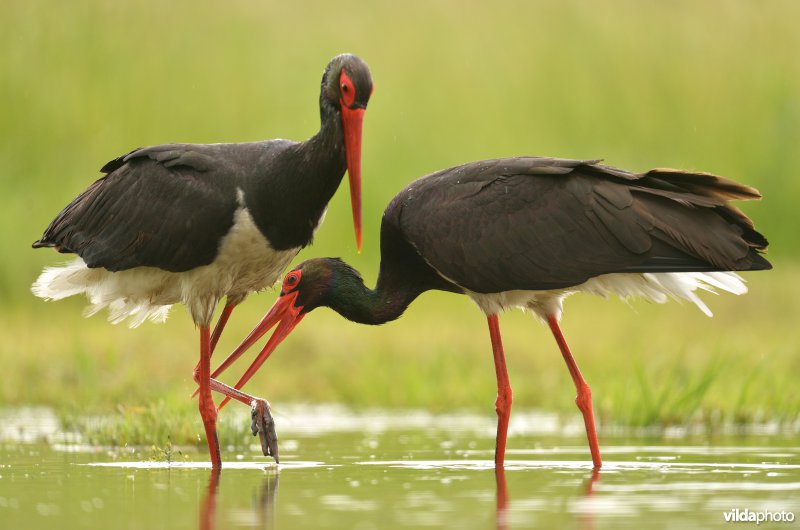 Koppeltje Zwarte ooievaar