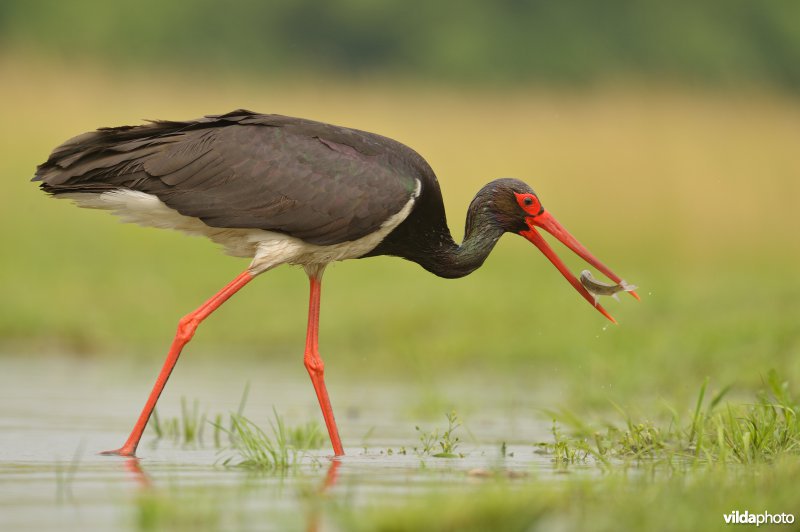 Zwarte ooievaar heeft visje gevangen