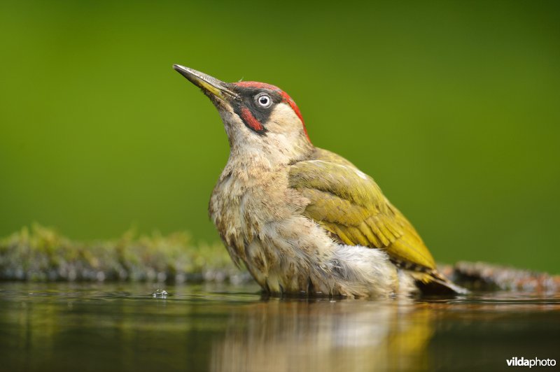 Groene specht komt zich wassen