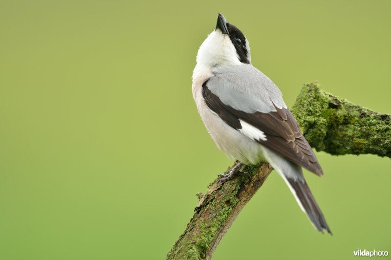 Klein klapekster kijkt naar overvliegende roofvogel