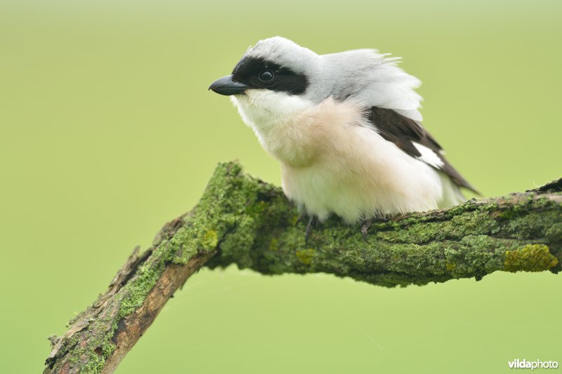 Kleine klapekster