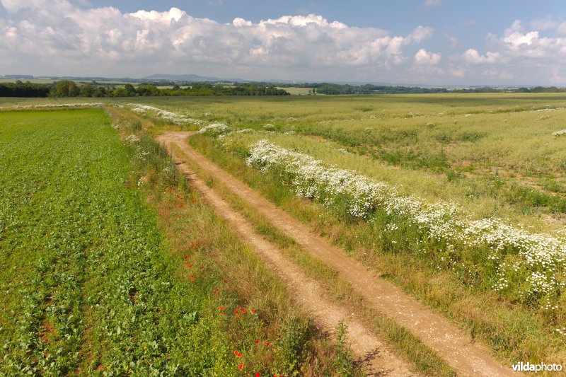 Bloemrijke wegberm tussen de akkers