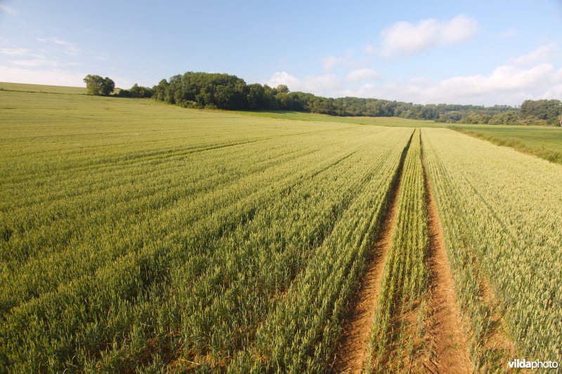 Tractorspoor in een akker