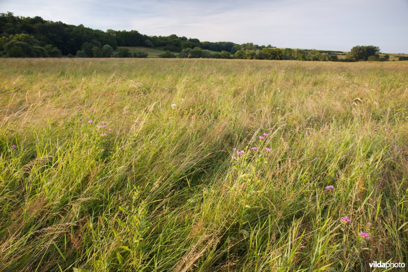 Kruidenrijk grasland