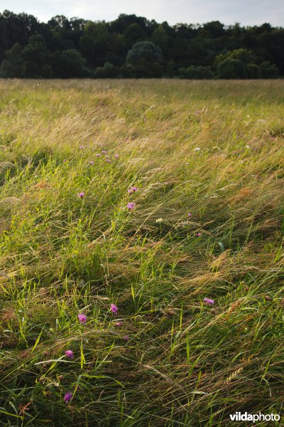 Kruidenrijk grasland