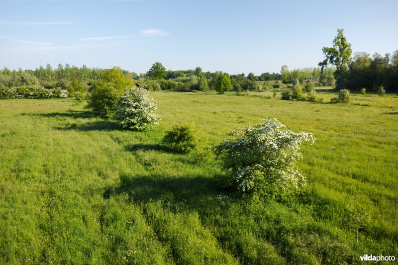 Hooiland in het Doysbroek