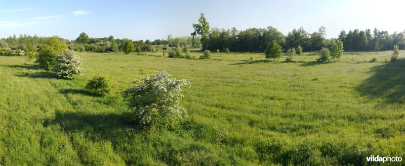 Hooiland in het Doysbroek