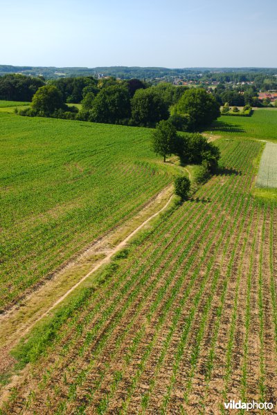 Gevarieerd landbouwlandschap