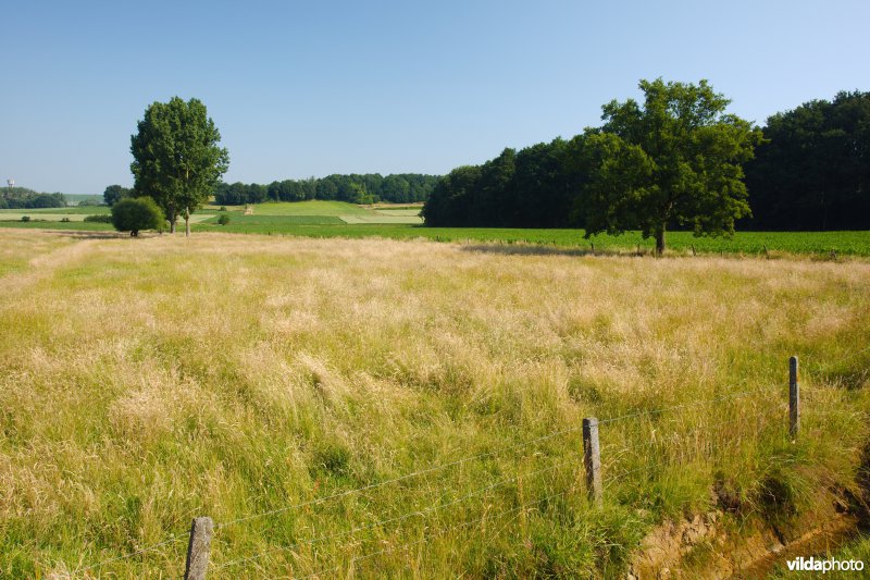 Gevarieerd landbouwlandschap