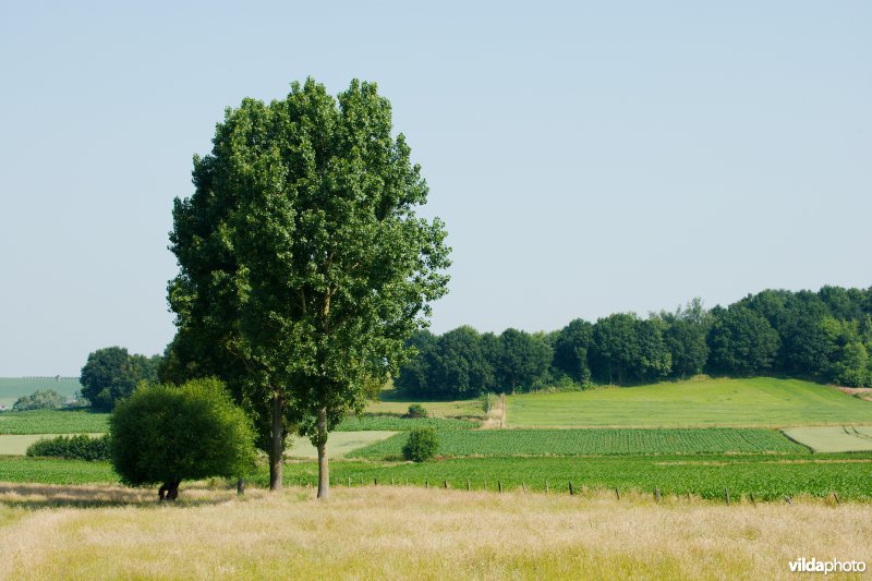 Gevarieerd landbouwlandschap