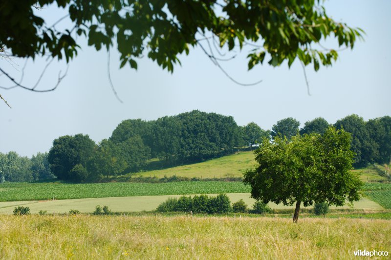 Gevarieerd landbouwlandschap