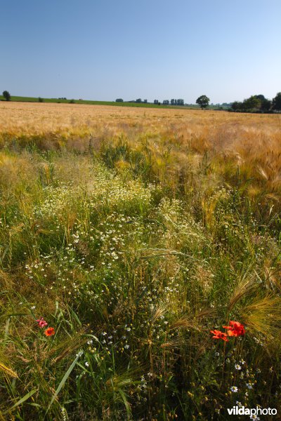 Bloemrijke akkerrand