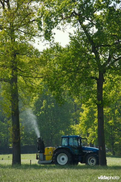 Pesticiden spuiten tegen de eikenprocessierups