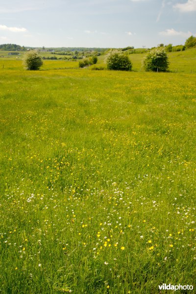 Graslanden met kleine landschapselementen