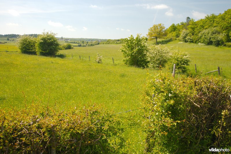 Graslanden met kleine landschapselementen
