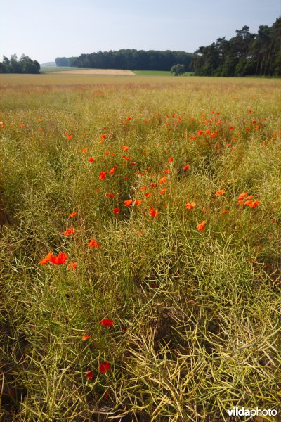 Bloemrijke akker