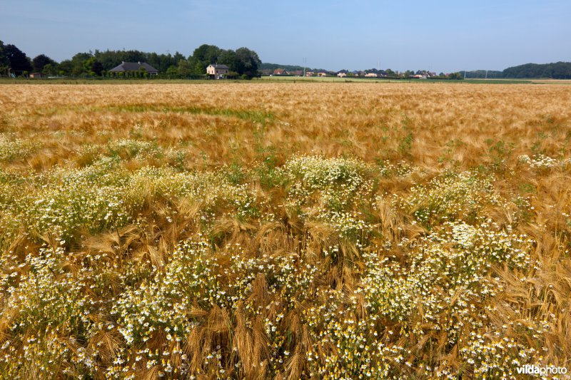 Bloemrijke akkerrand