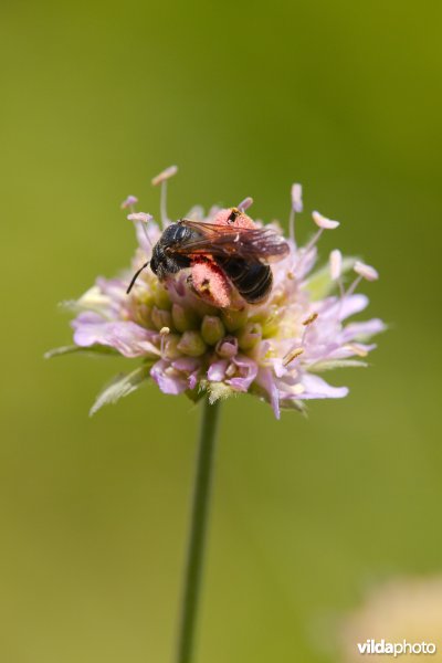 Knautiabij op Knautia