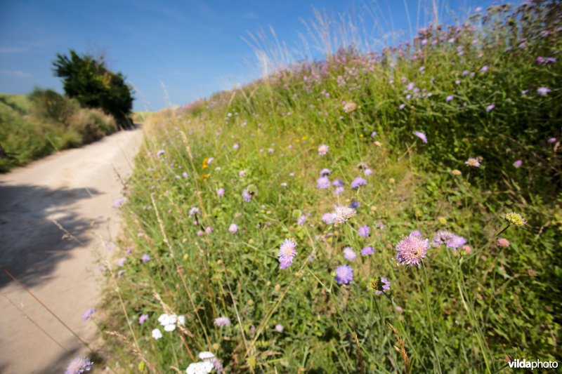 Leefgebied van de Knautiabij