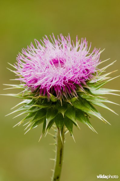 Langstekelige distel