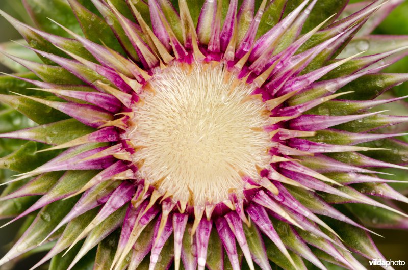 Langstekelige distel