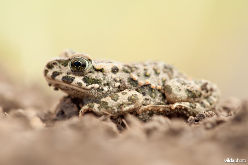 Groene pad
