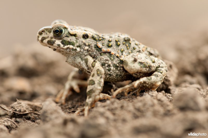 Groene pad