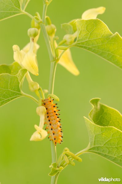 Rups van pijpbloemvlinder