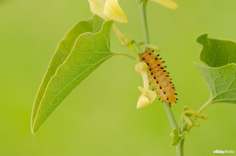 Rups van pijpbloemvlinder