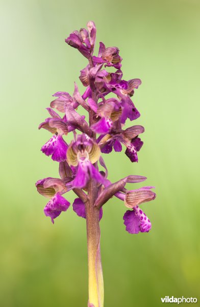 Harlekijn