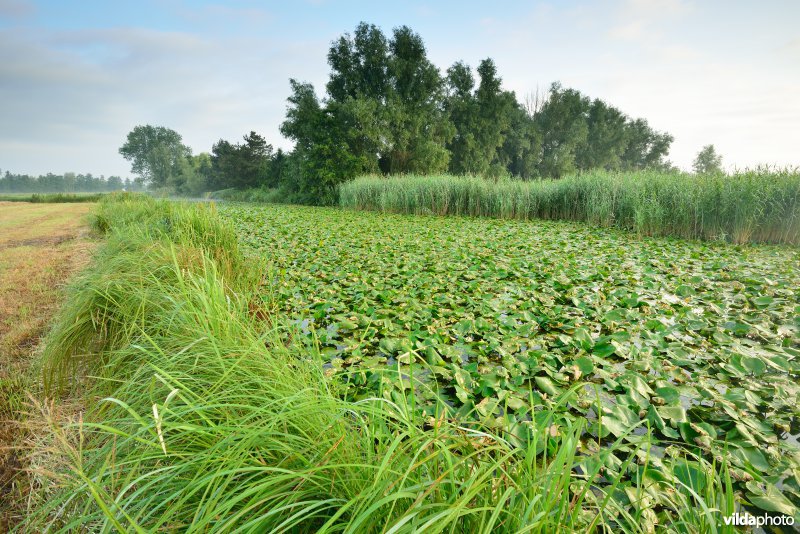 Oude Schelde aan de Scherenmeersen
