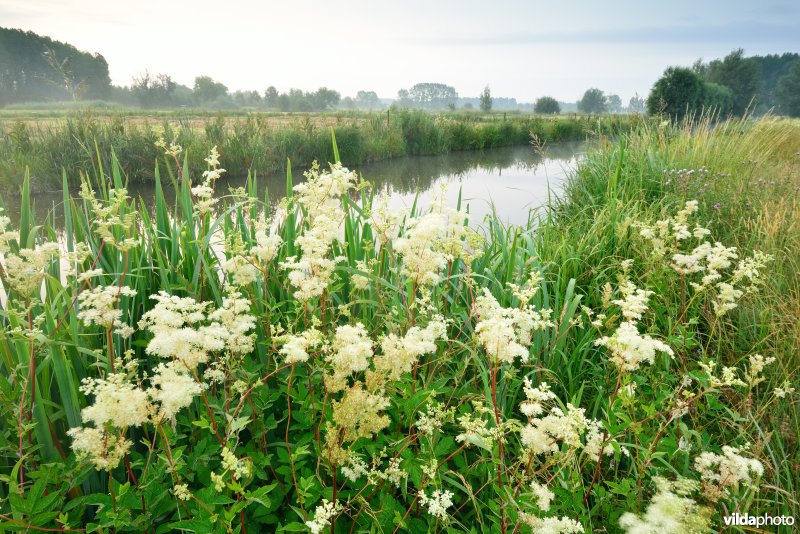 Scherenmeersen